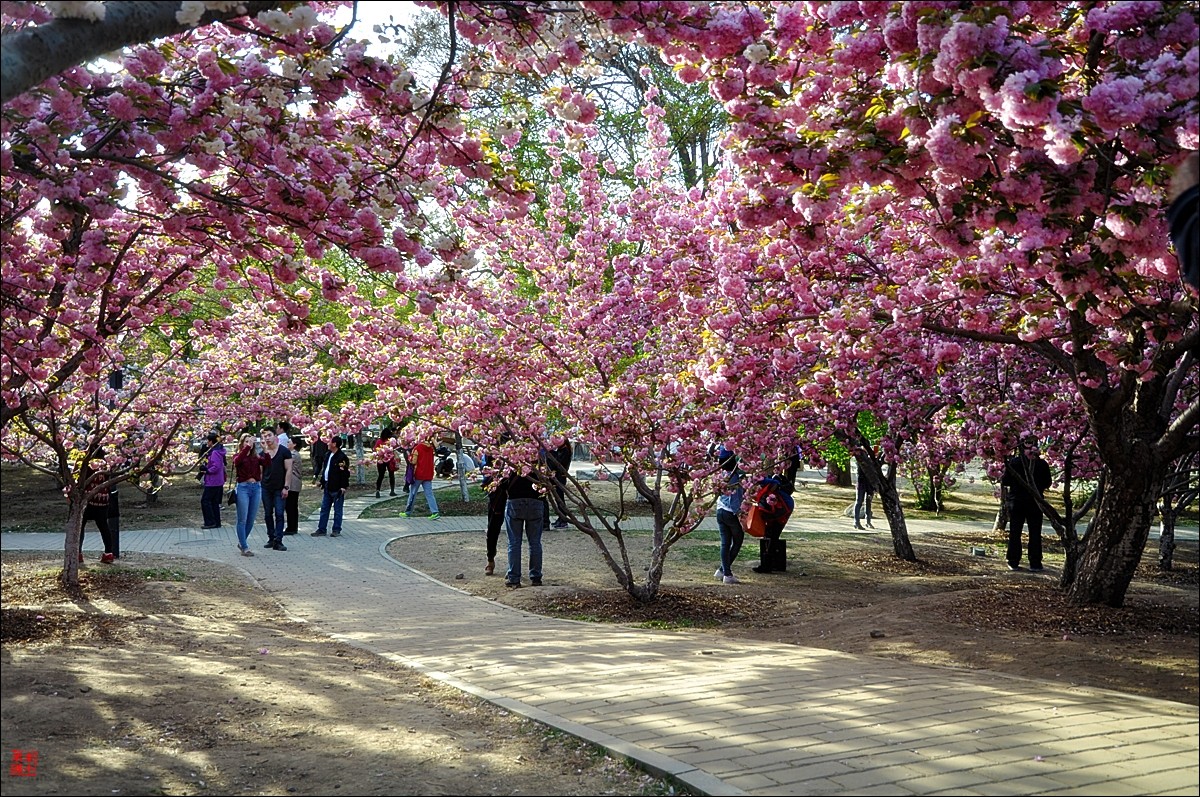 2016年北京玉渊潭樱花节四大樱花