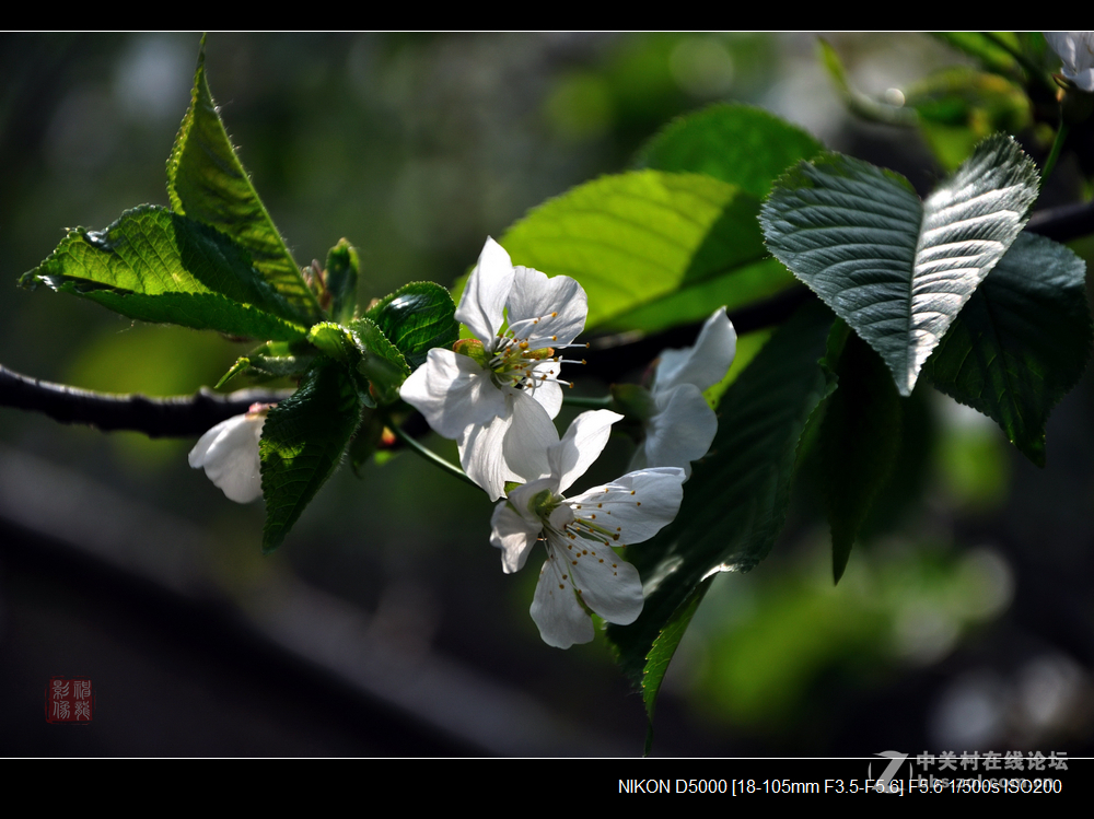 樱桃花开春意浓