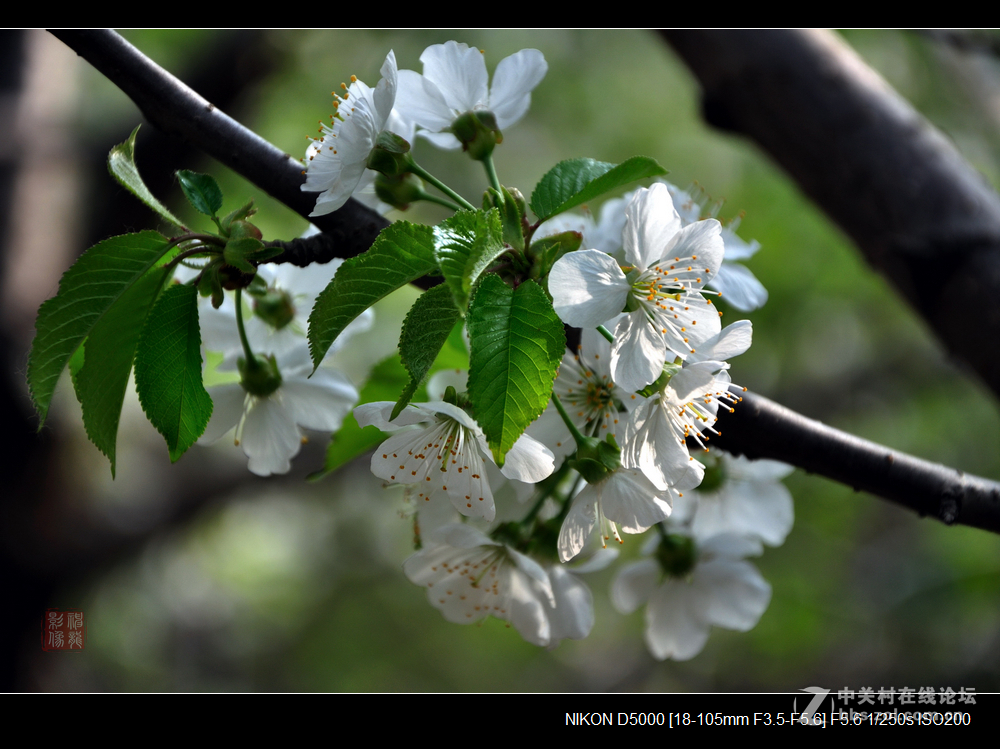 樱桃花开春意浓