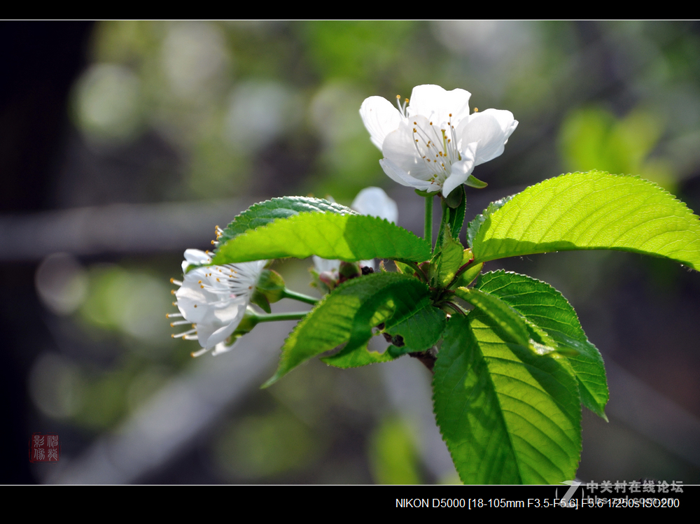 樱桃花开春意浓