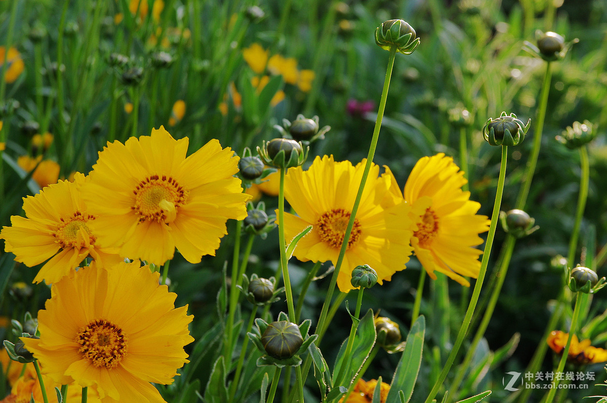 随拍一组小黄花