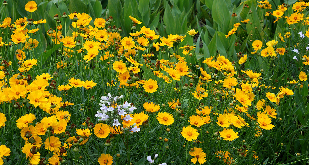绿地上的金鸡菊