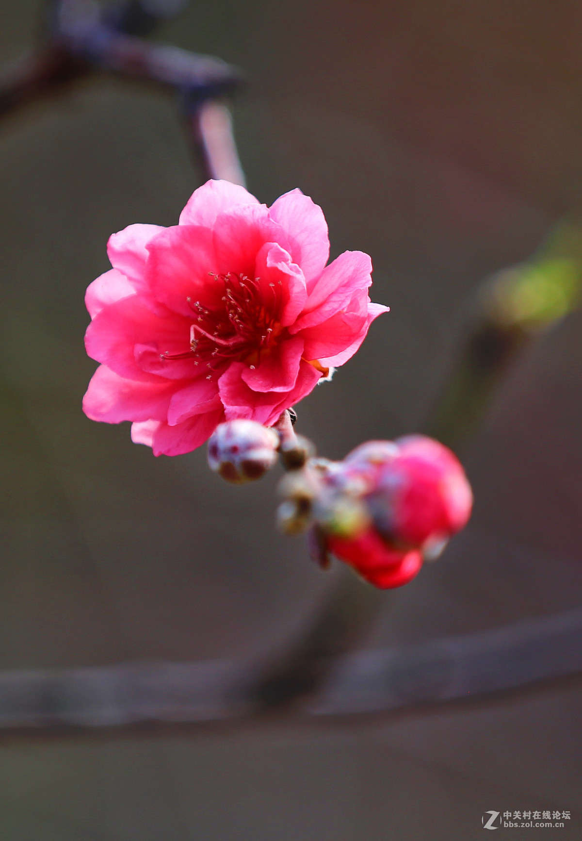 冬去春又來桃花朵朵開