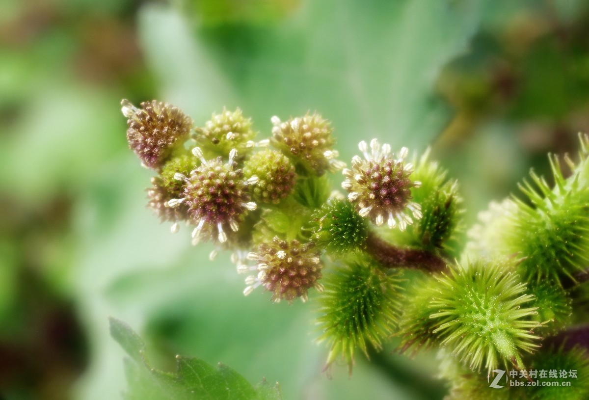 秋雨绵绵，虫草烂漫。。。。。