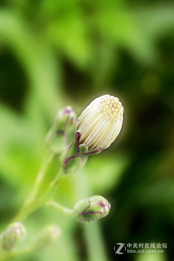 秋雨绵绵，虫草烂漫。。。。。