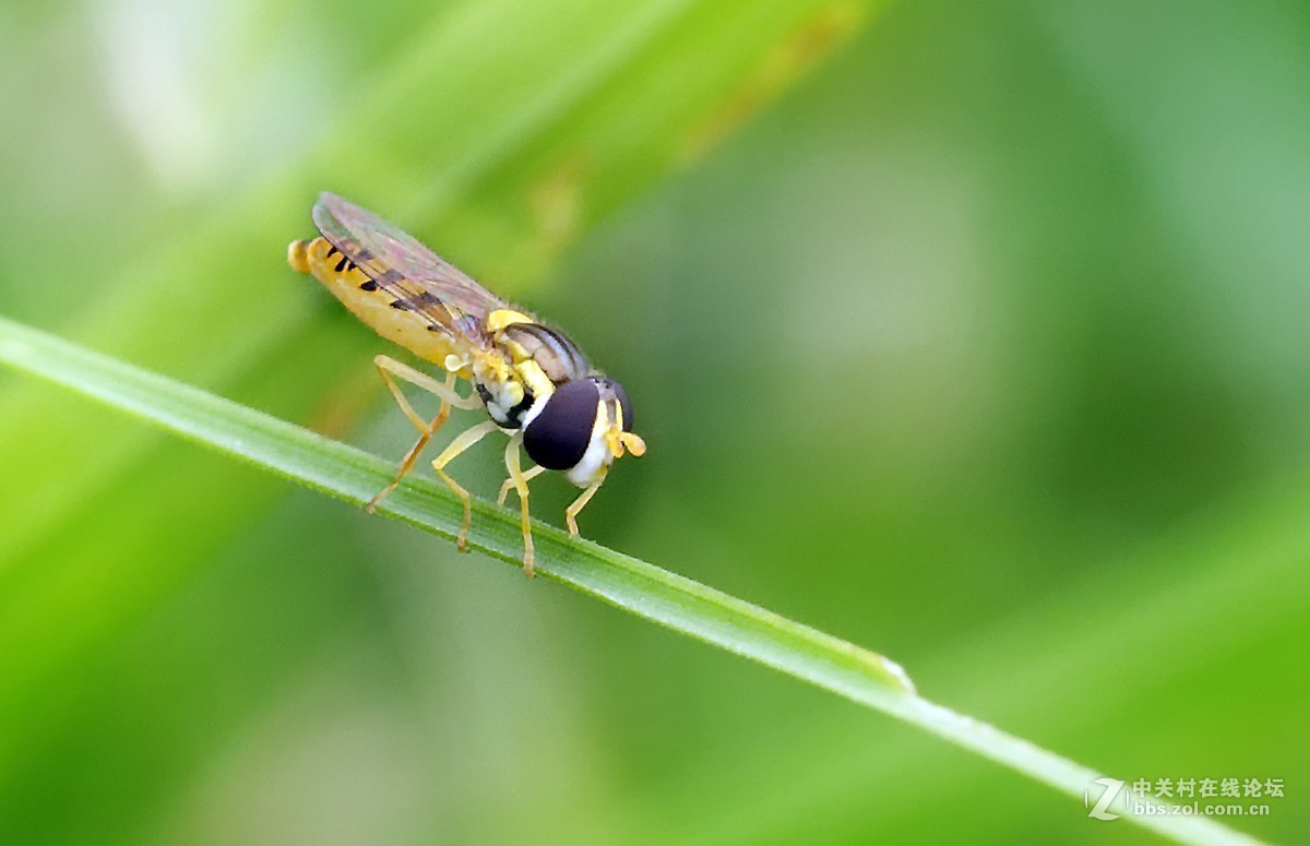 秋雨绵绵，虫草烂漫。。。。。