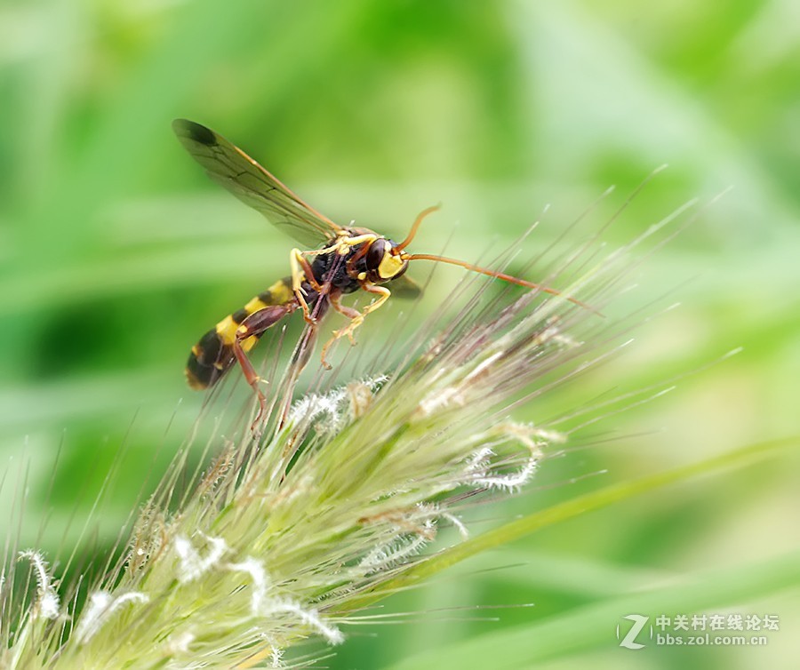 秋雨绵绵，虫草烂漫。。。。。