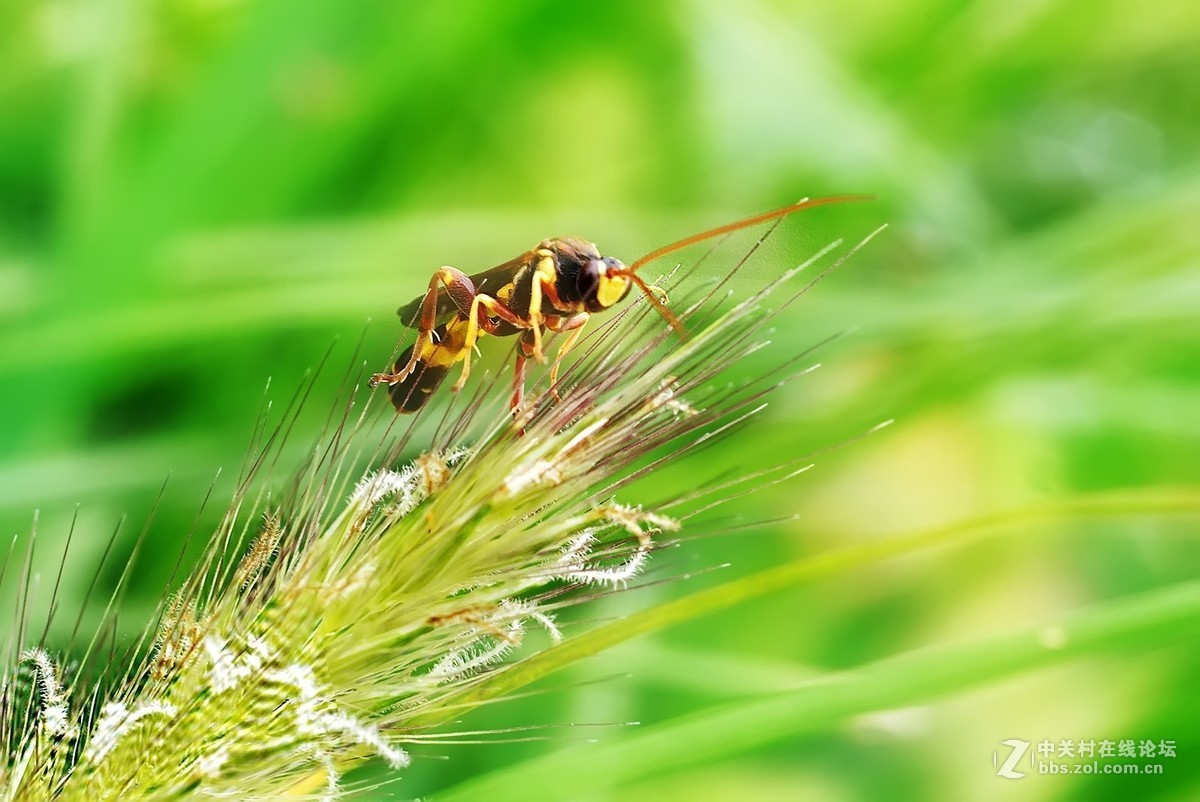 秋雨绵绵，虫草烂漫。。。。。