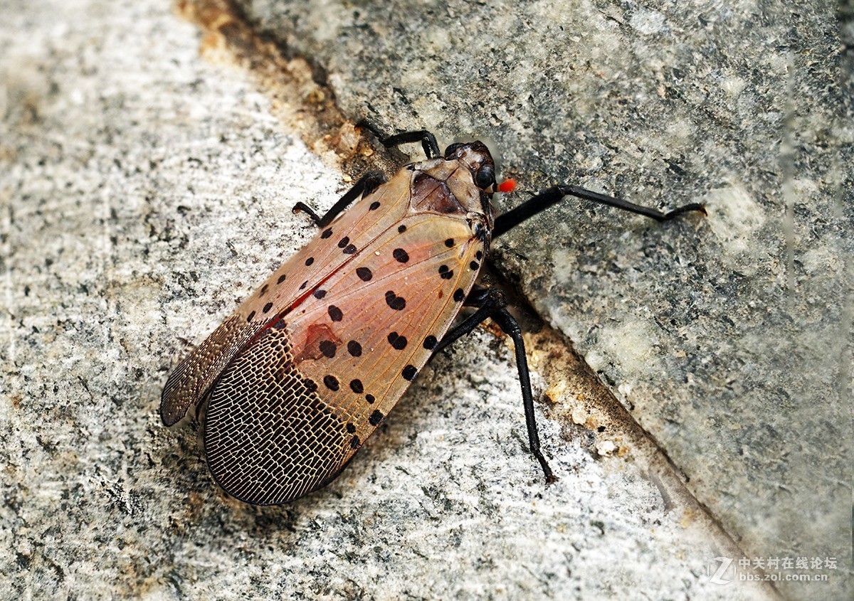 秋雨绵绵，虫草烂漫。。。。。