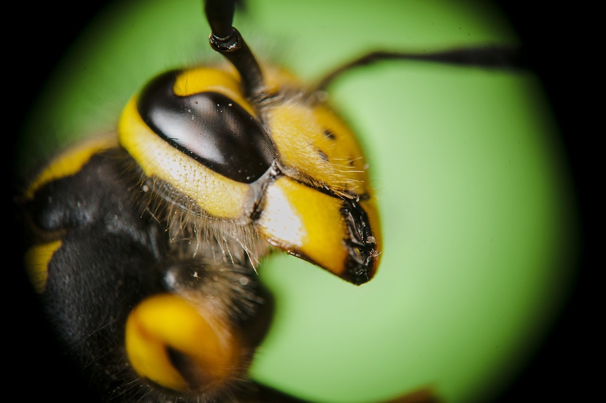 蜂局部