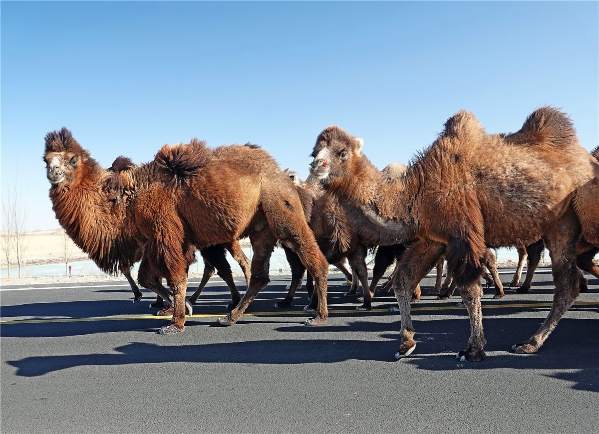沙漠之洲-----骆驼群