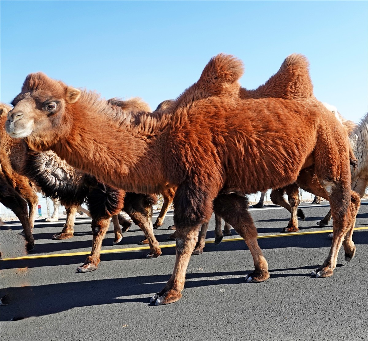 沙漠之洲-----骆驼群