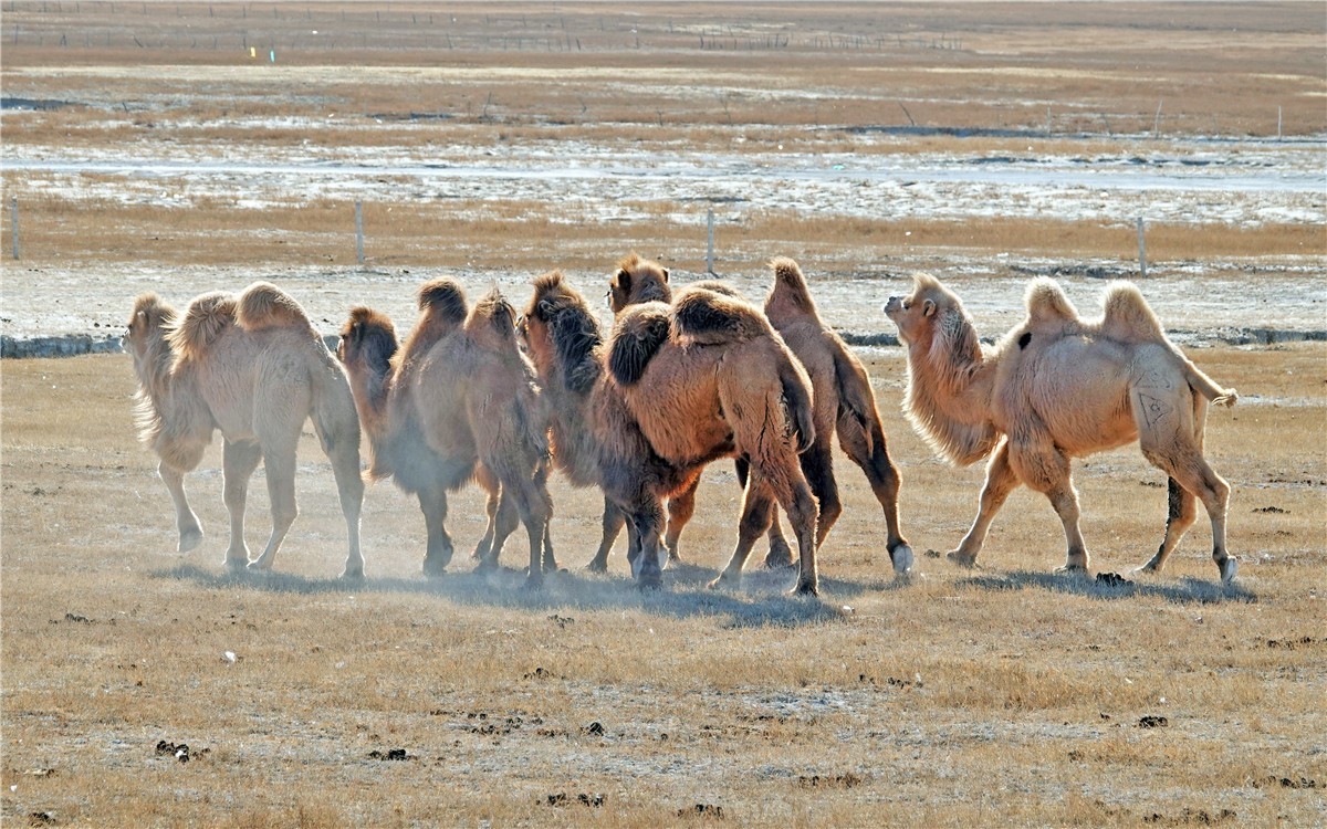 沙漠骆驼2003版图片