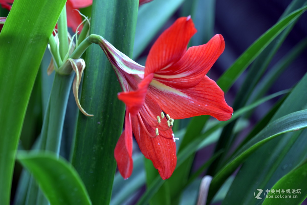镜中花（试机照）