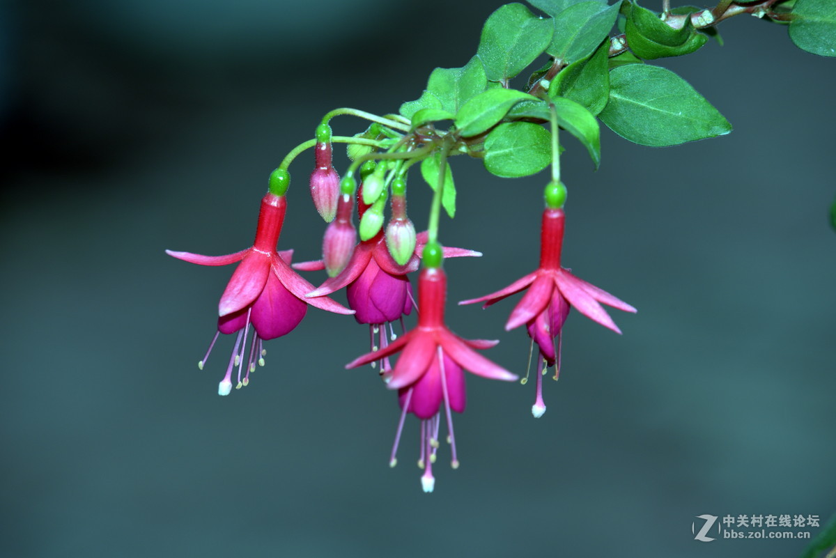 镜中花（试机照）