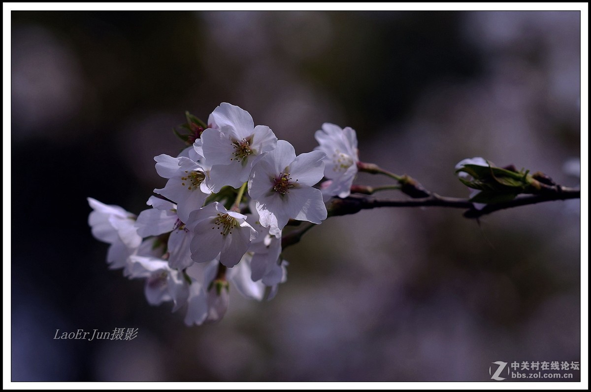上海植物园里的－－－樱花