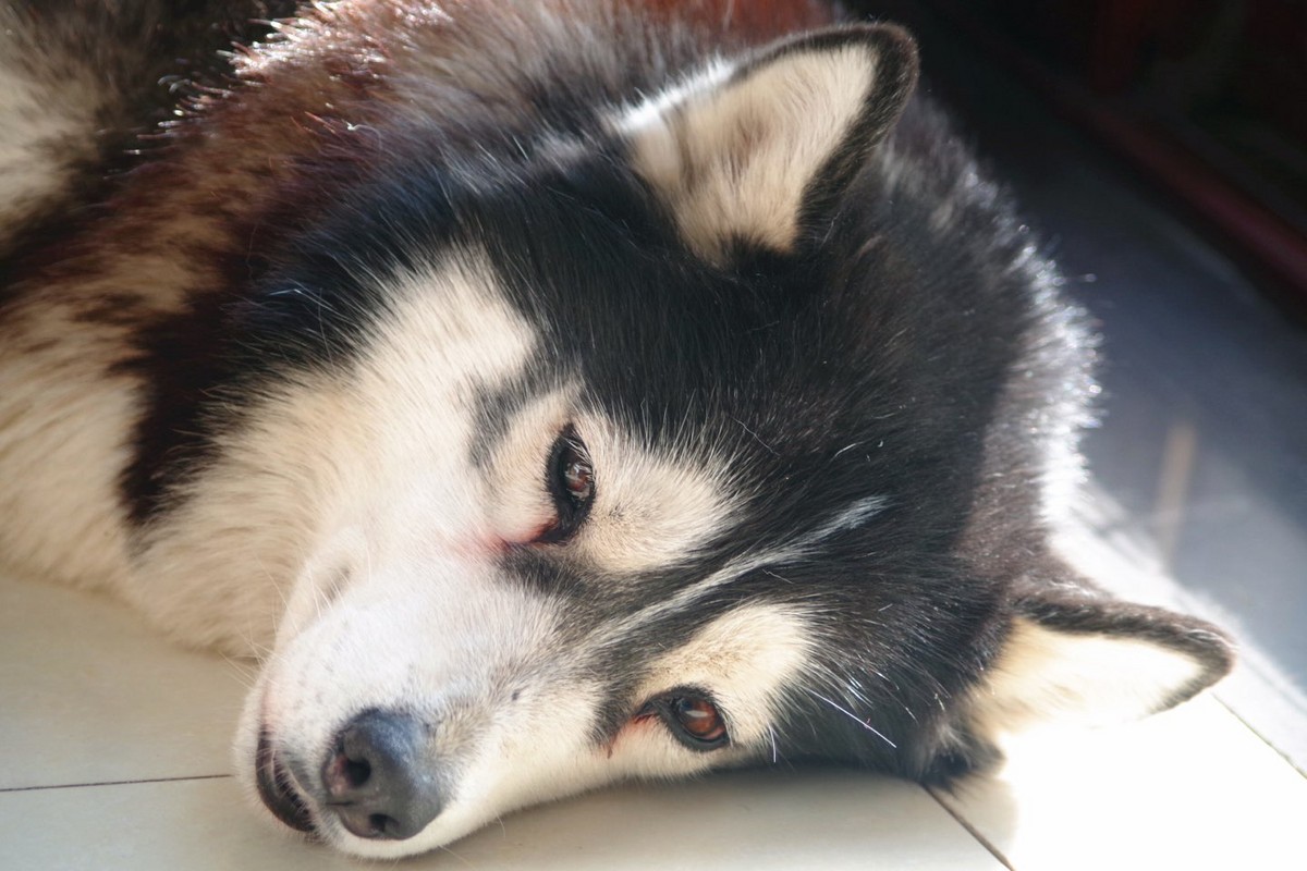 宾得ks1～da55—300