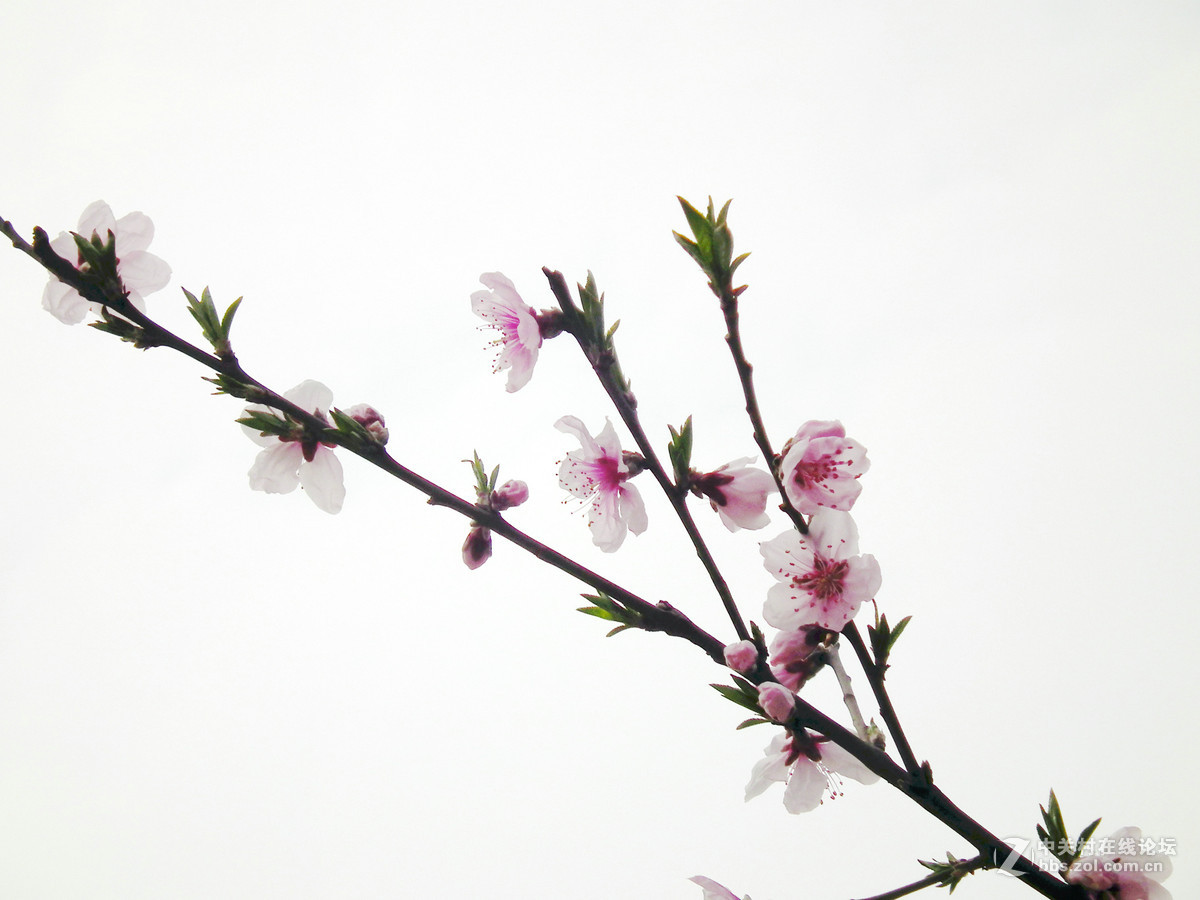 也拍桃花（二）