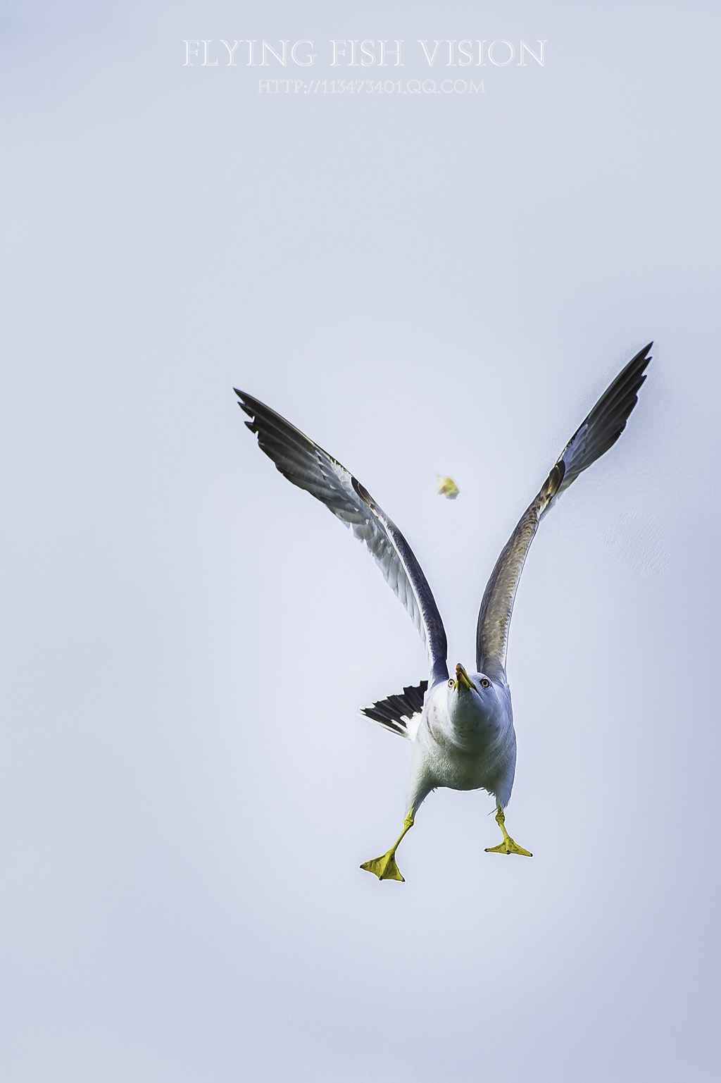 飞翔的海鸥、漂流瓶......