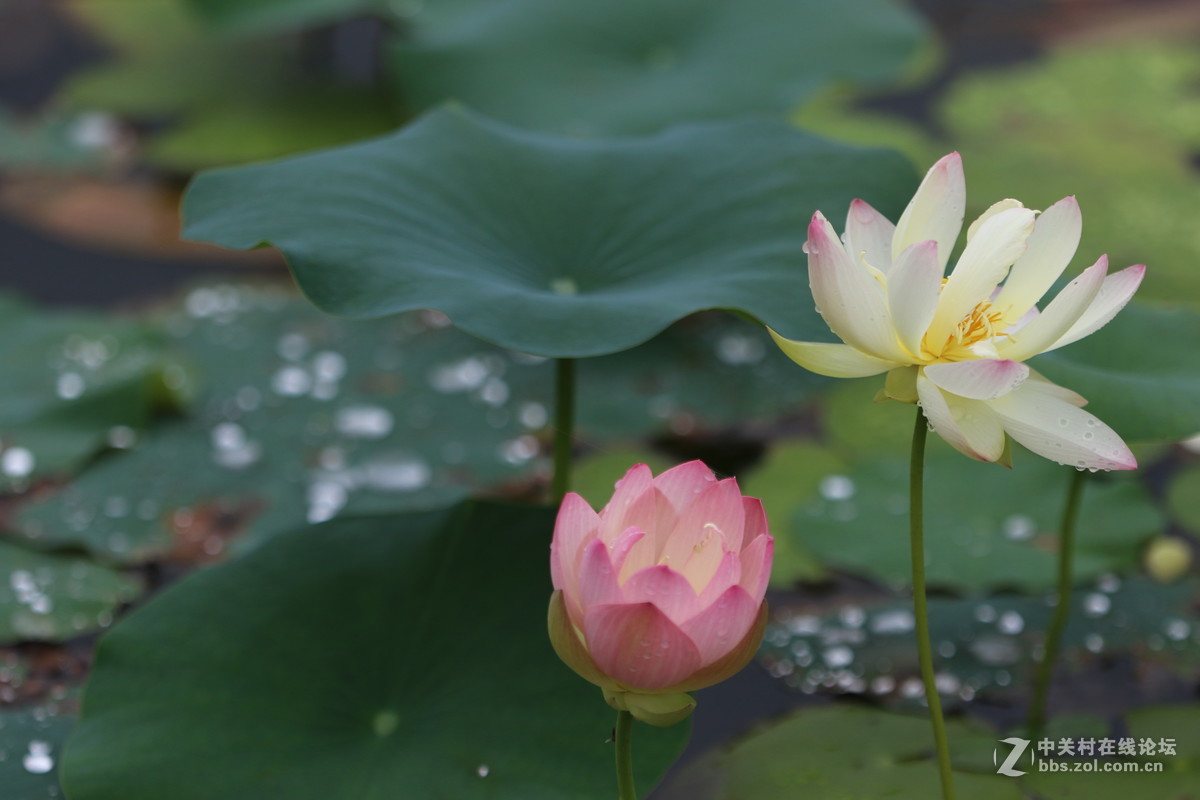 7D2配小白拍荷花
