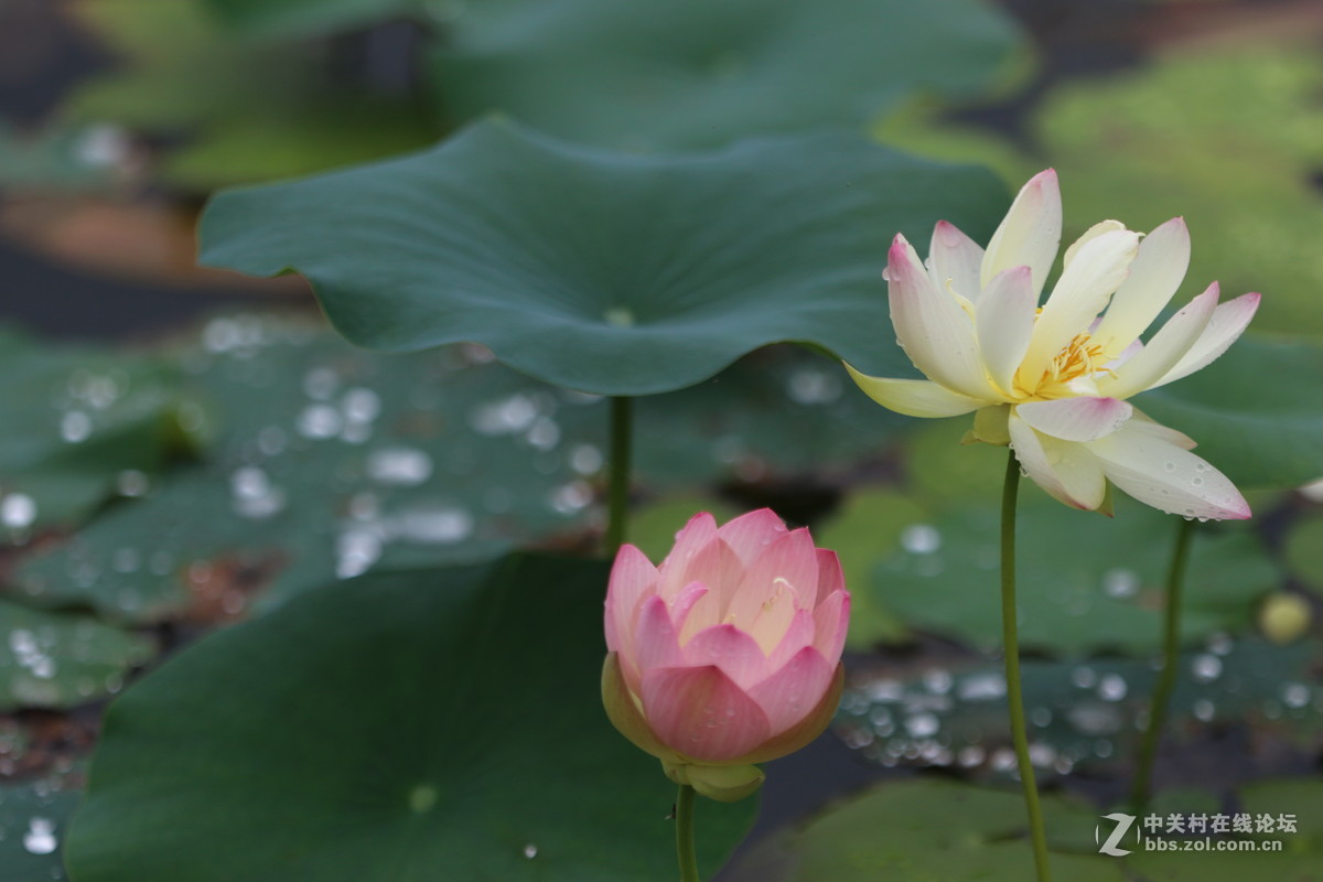 7D2配小白拍荷花