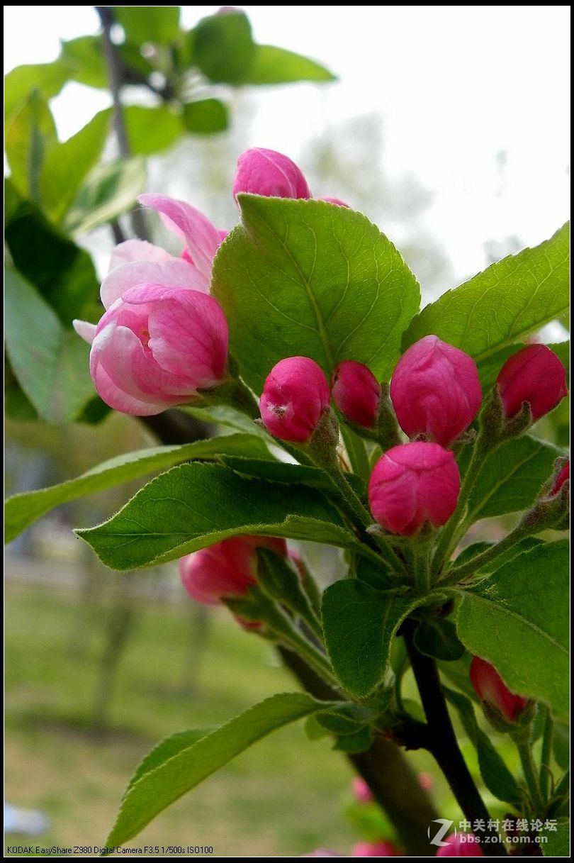 【海棠花10】-中关村在线摄影论坛