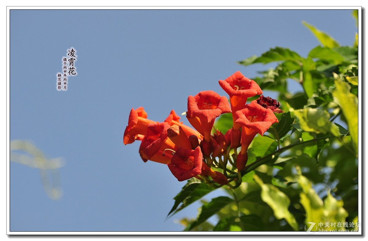 凌霄花开