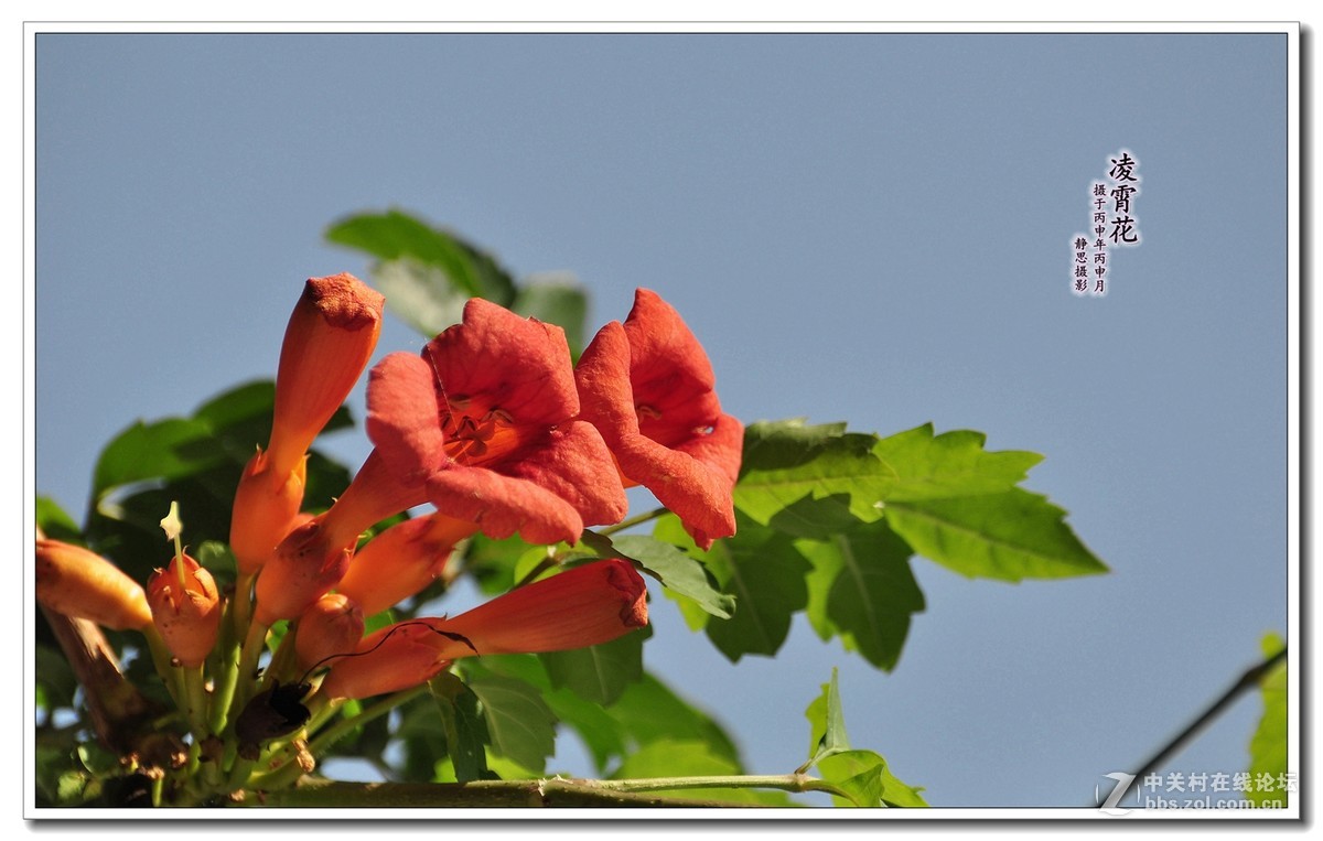 凌霄花开