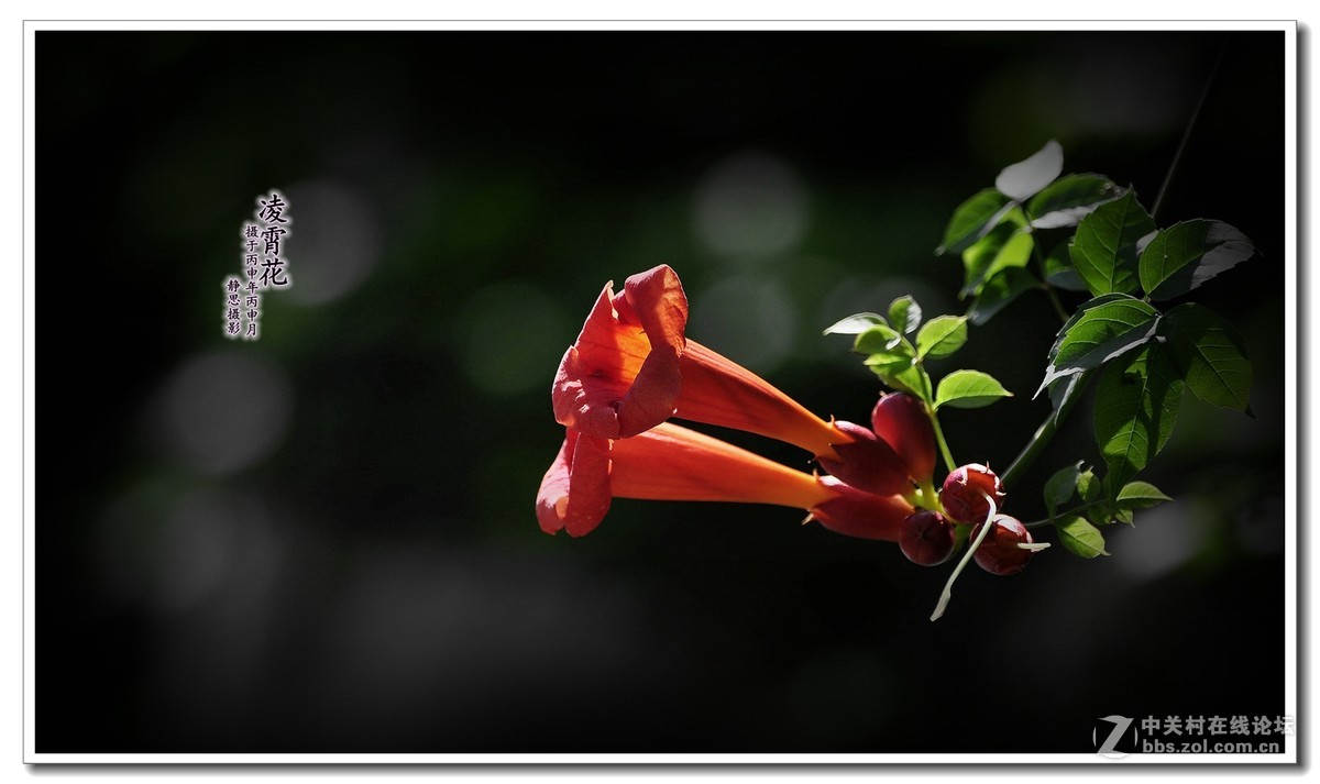 凌霄花开