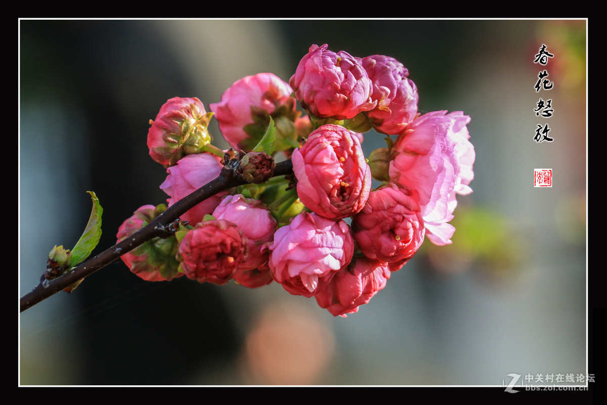 春花怒放   （佳能18-135mm STM狗头不错）