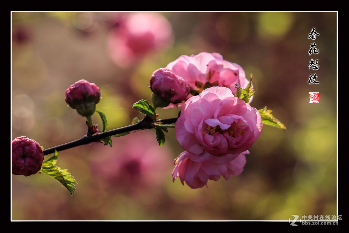 春花怒放   （佳能18-135mm STM狗头不错）