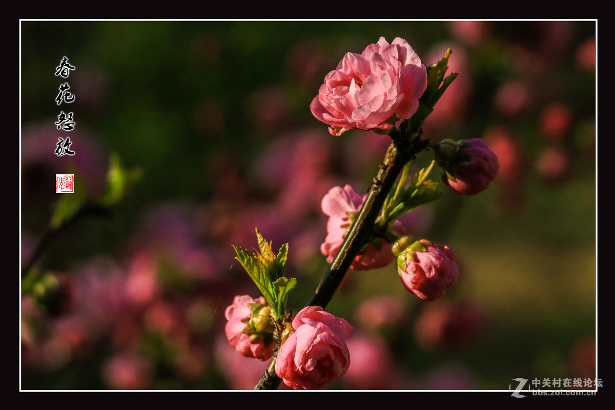 春花怒放   （佳能18-135mm STM狗头不错）