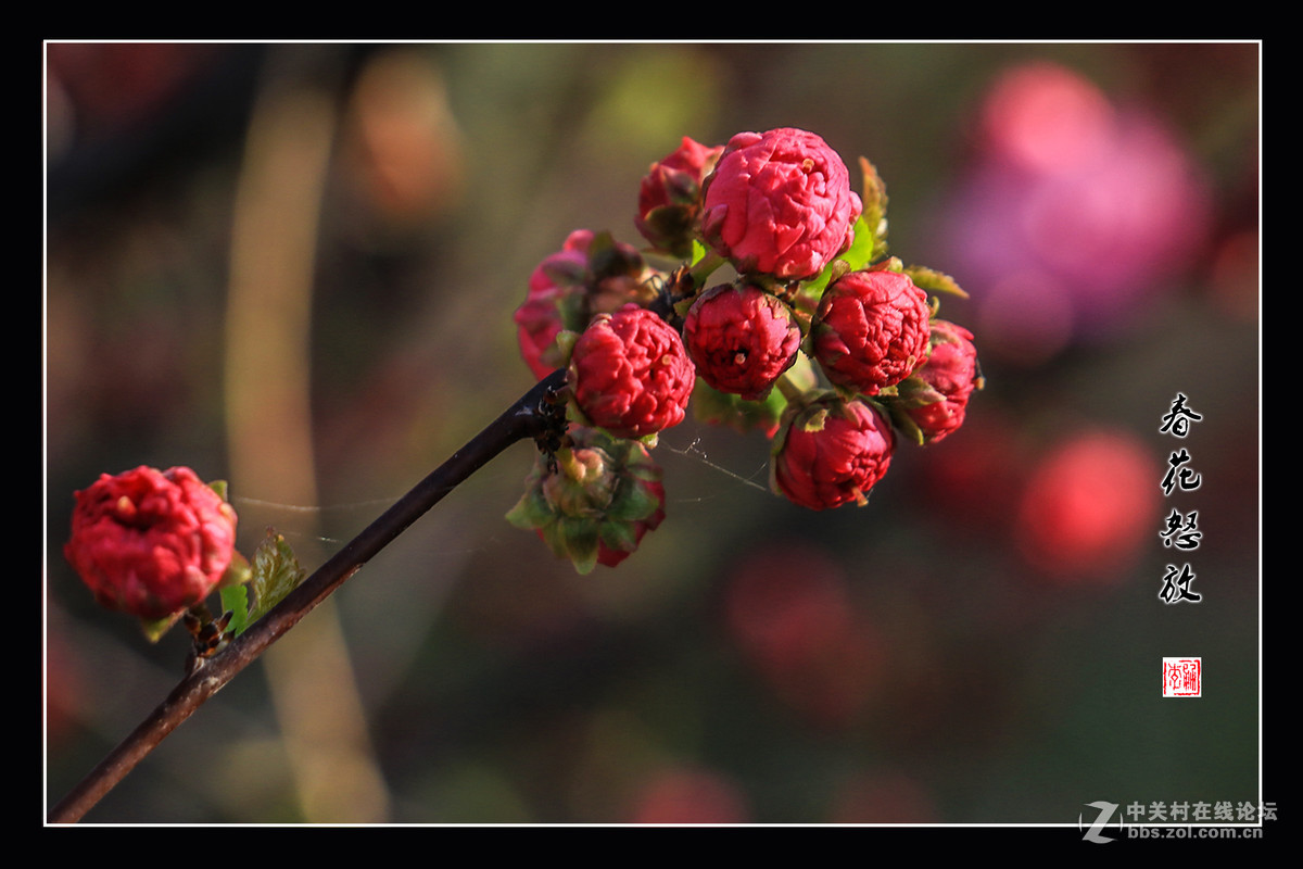 春花怒放   （佳能18-135mm STM狗头不错）