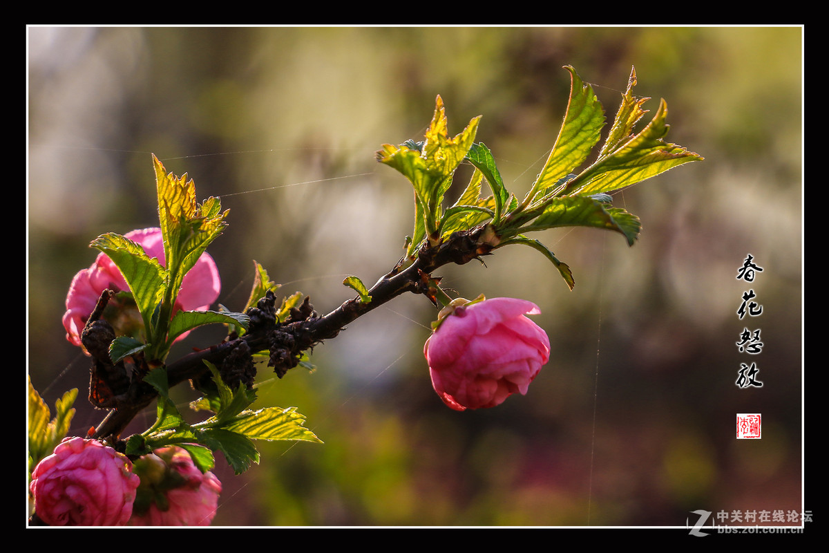 春花怒放   （佳能18-135mm STM狗头不错）