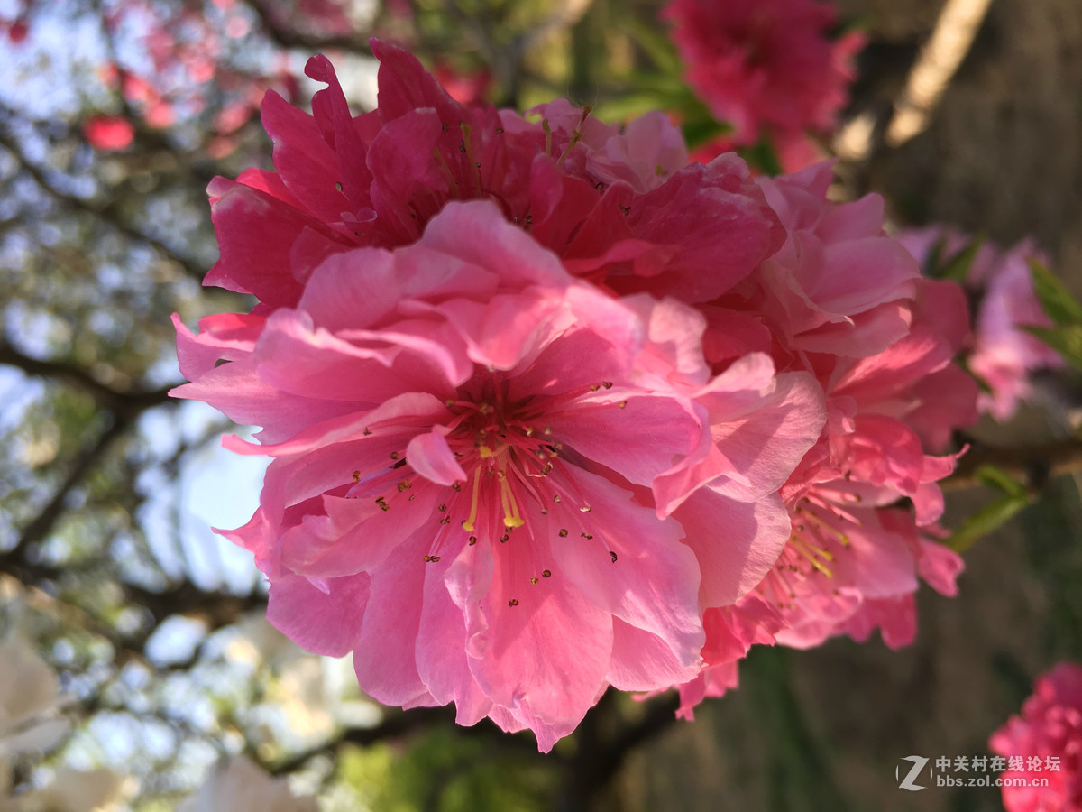 #ZOL月赛-春暖花开#约会春天，又见植物园