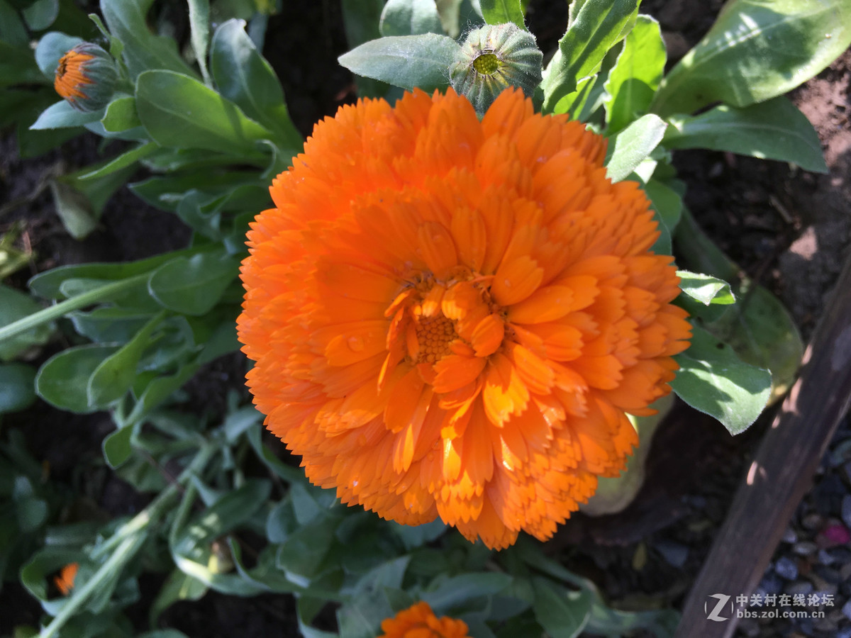 #ZOL月赛-春暖花开#约会春天，又见植物园