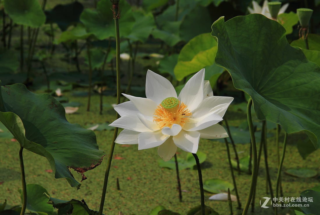 君子披白袍,儒雅风度(荷韵)-中关村在线摄影论坛