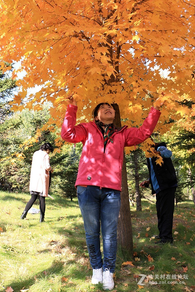 美女醉枫