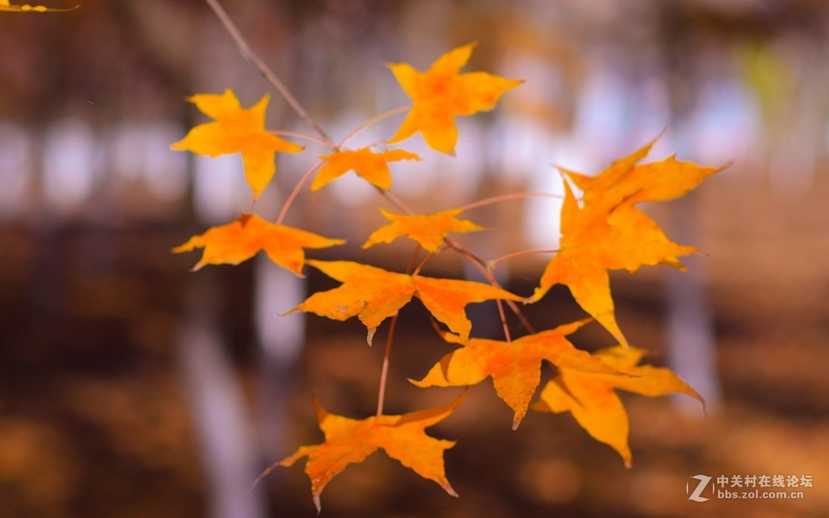 北京美丽的金秋