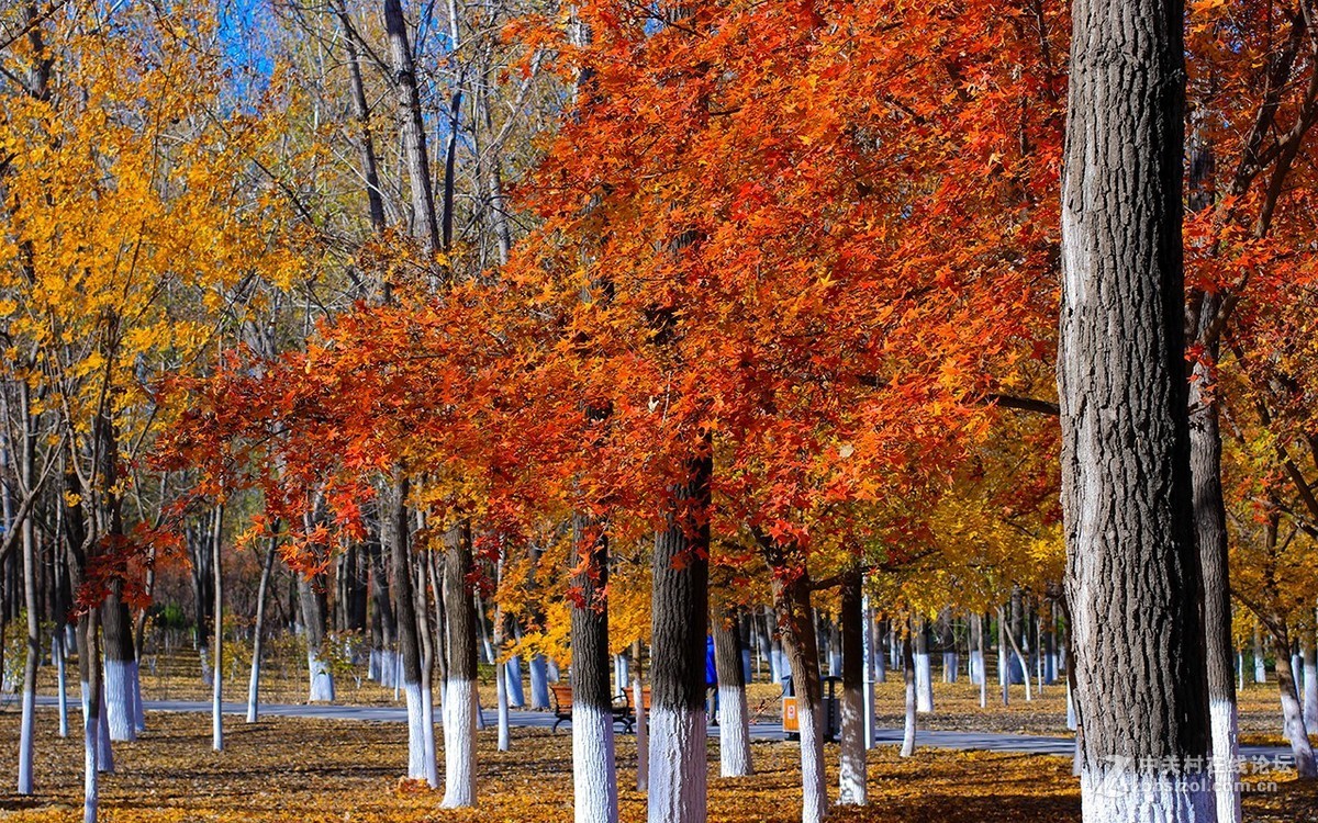 北京美丽的金秋
