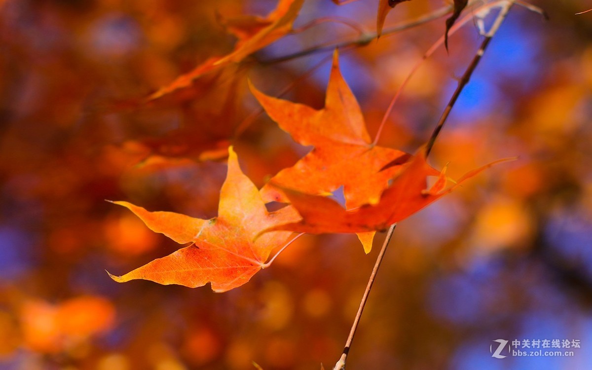 北京美丽的金秋