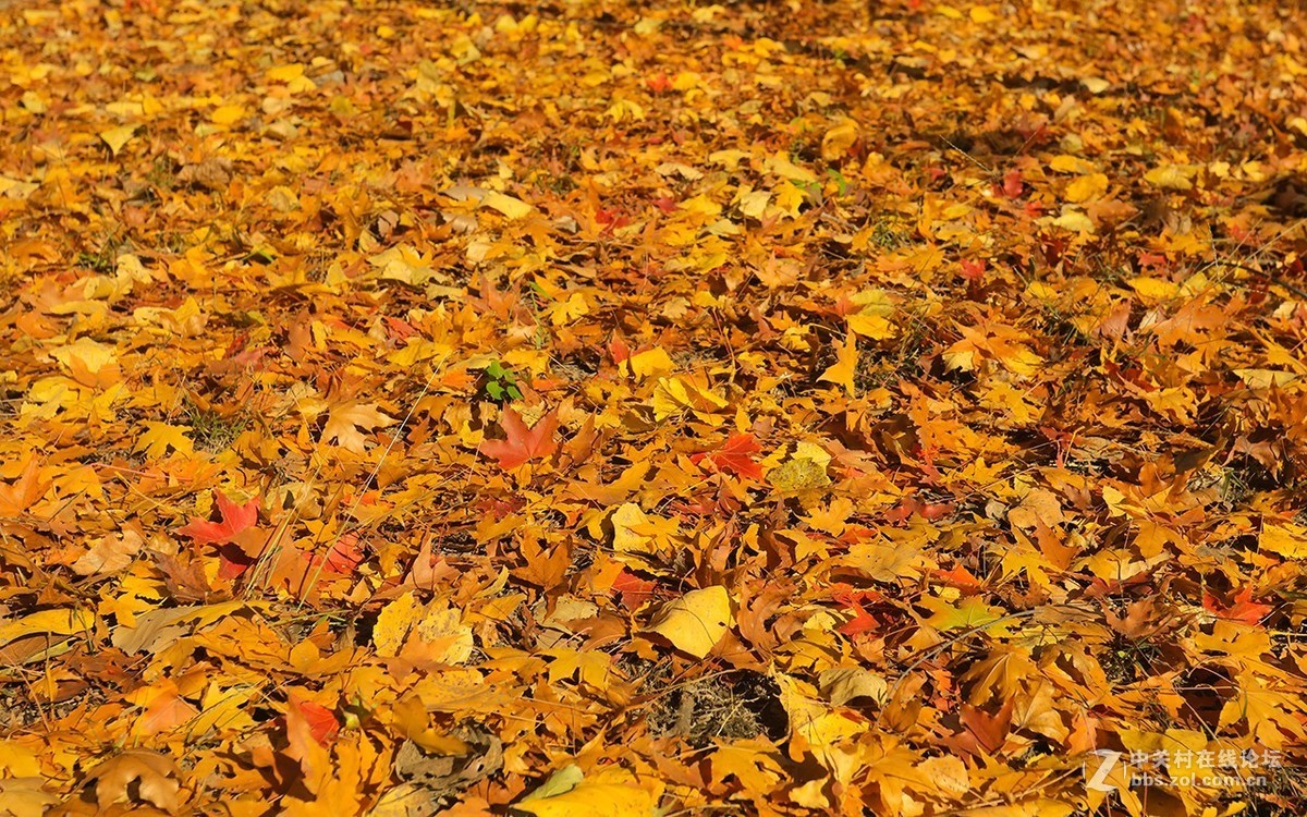 北京美丽的金秋