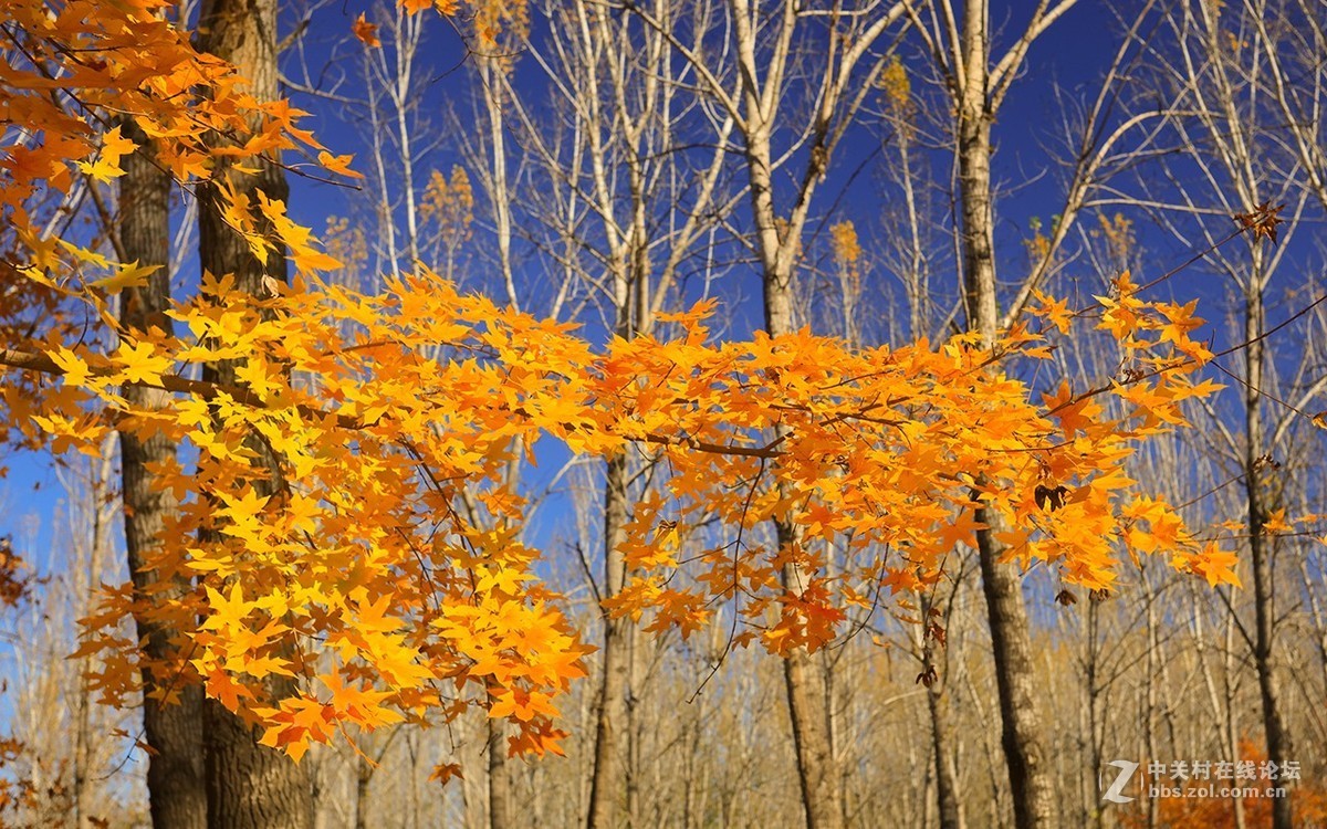 北京美丽的金秋