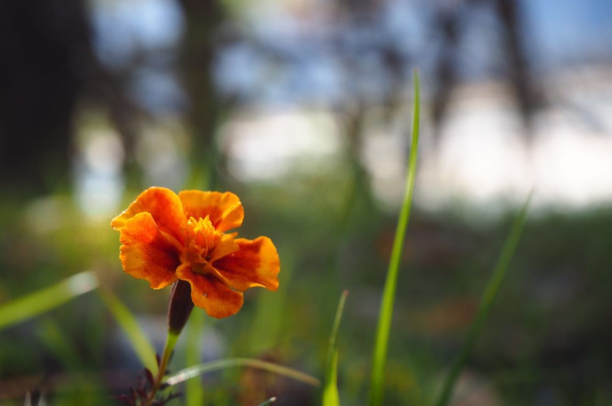 奥林巴斯E-M10II随手拍