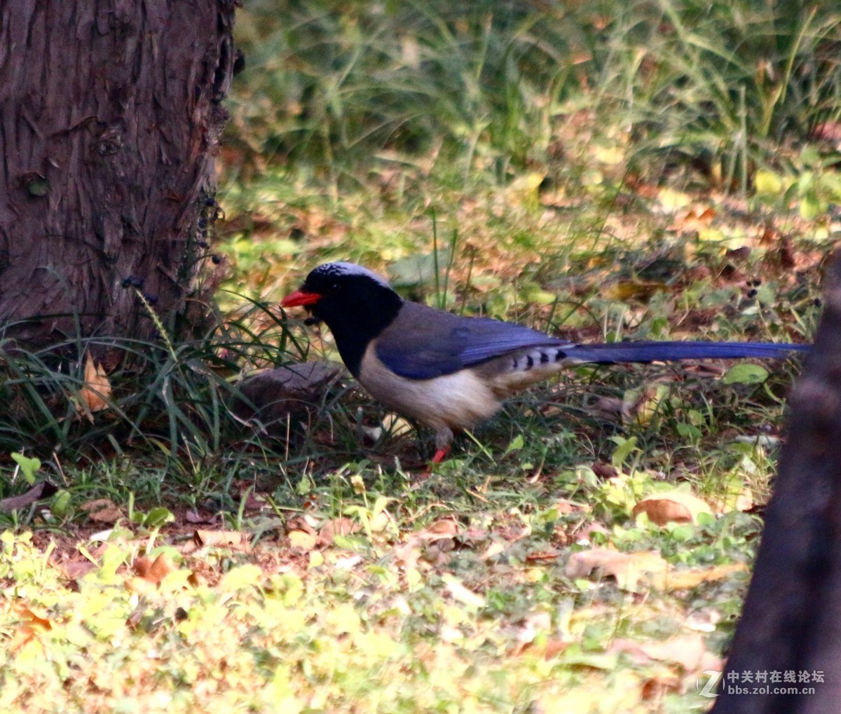 太平鸟路过河北邯郸，好友点评。