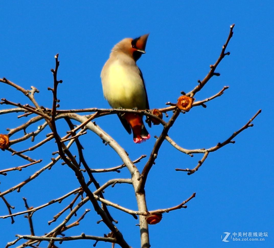 太平鸟路过河北邯郸，好友点评。