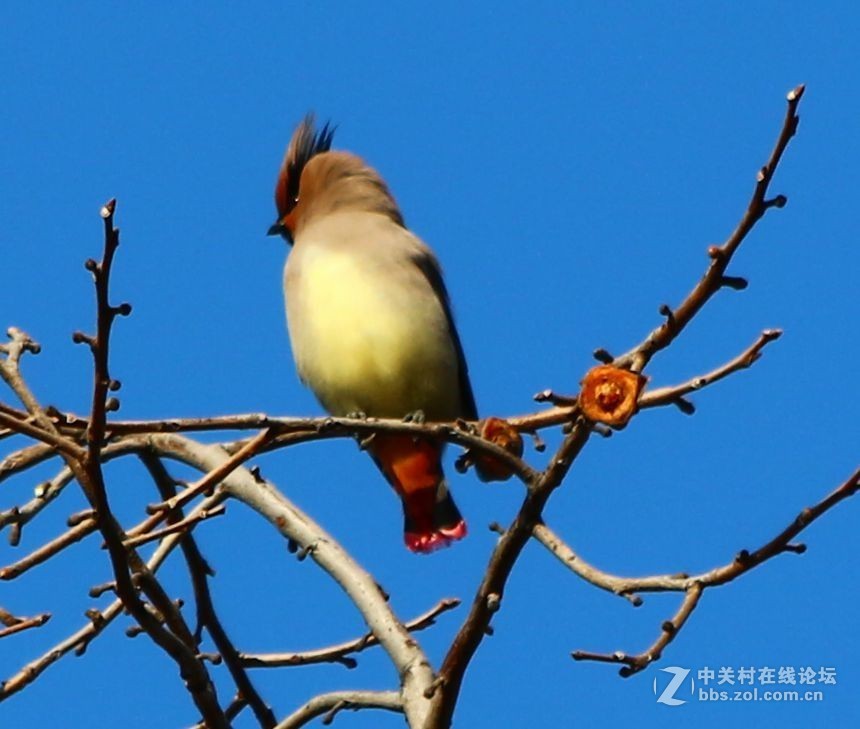 太平鸟路过河北邯郸，好友点评。