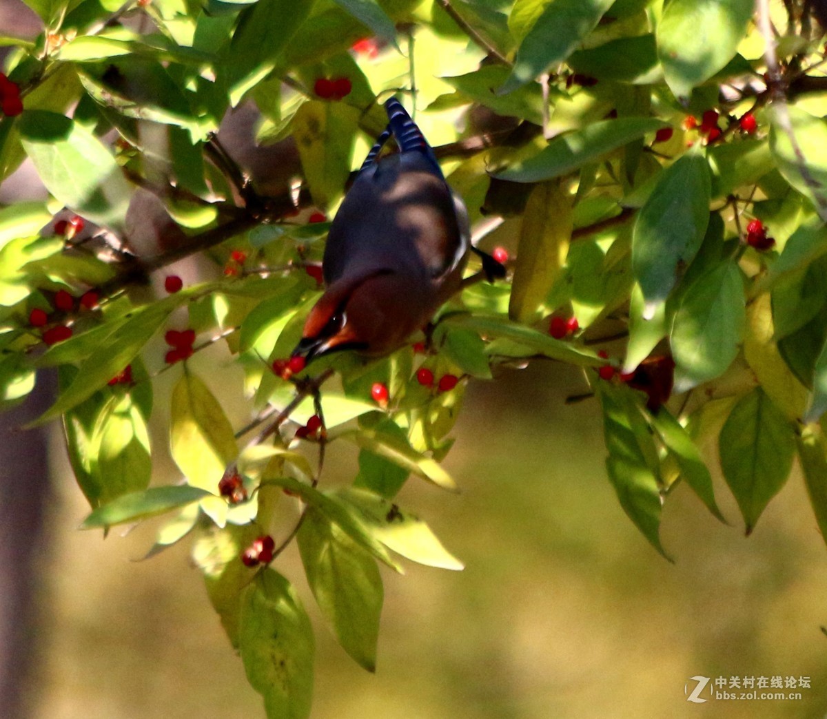 太平鸟路过河北邯郸，好友点评。