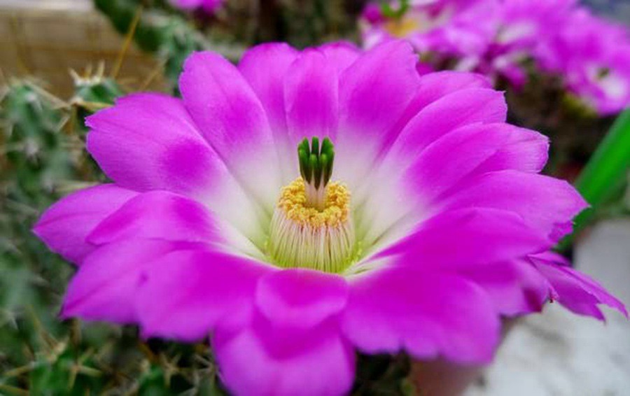 快来看：肉类植物：仙人球的花！喜欢的可下載！