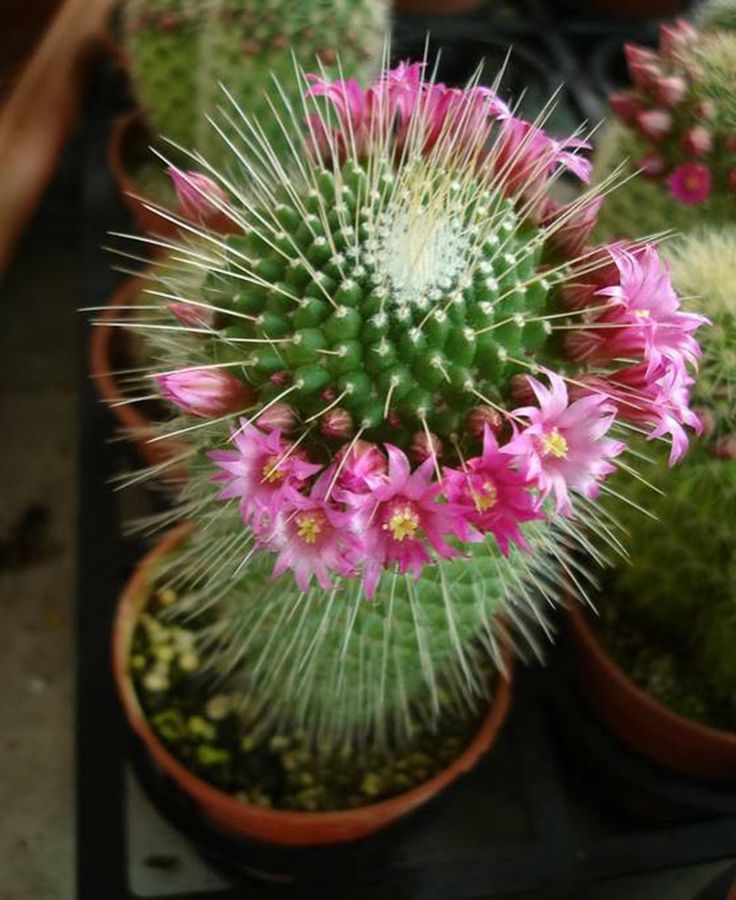 快来看：肉类植物：仙人球的花！喜欢的可下載！